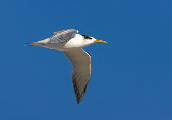 Greater Crested Tern (Sterna bergii) in flight in South Africa, seen from the side. Flying against a blue sky as a background.
