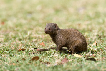 Naklejka na ściany i meble Dwarf Mongoose (Helogale parvula) on grassfield in safari camp in in Kruger National Park in South Africa.