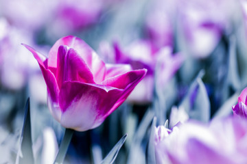 Purple Tulip Keukenhof