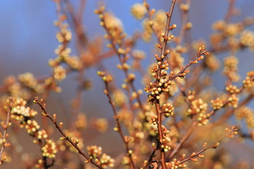 background of spring Buds of blackthorn or sloe, Prunus spinosa specie