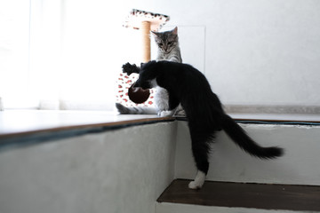Two kittens playing at home