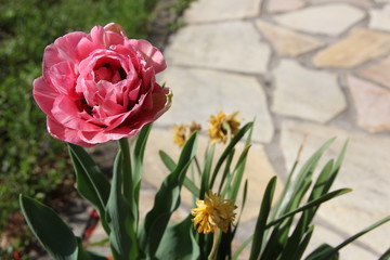 tulip like a rose