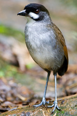 Adult Jocotoco Antpitta (Grallaria ridgelyi) on forest floor of east andean cloud forest in Ecuador. Recently discovered in 1997 from this area.  It inhabits only wet, mossy forest.