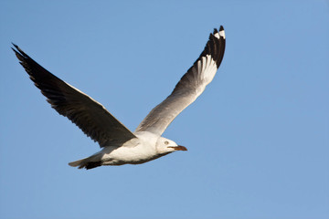 Grey-headed Gull (Chroicocephalus cirrocephalus) in flight in South Africa against a blue sky as a background.