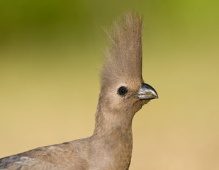 Portrait of an adult Grey Go-Away-Bird (Corythaixoides concolor) in camp site in Kruger National Park.