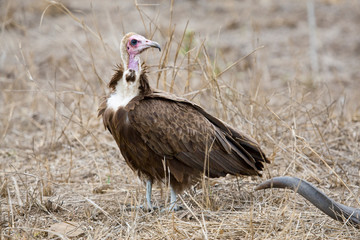 Critically endangered Hooded Vulture (Necrosyrtes monachus). Threats include poisoning, hunting, and loss of habitat. Bird in the dry season in Kruger National Park in South Africa.