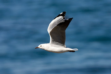 Hartlaub's Gull (Chroicocephalus hartlaubii) along the coast of South Africa.