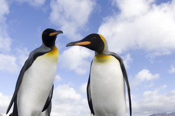 Fototapeta na wymiar King Penguin (Aptenodytes patagonicus) in South Georgia island in the south Atlantic ocean.