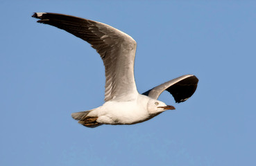 Adult Grey-headed Gull (Chroicocephalus cirrocephalus) in flight in South Africa against a blue sky as a background. Seen from the side, showing its under wing.
