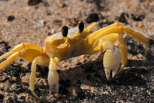 Atlantic ghost crab photographed in Guarapari, Espirito Santo - Southeast of Brazil. Atlantic Forest Biome. Picture made in 2007