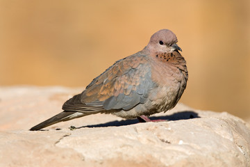 Laughing Dove (Streptopelia senegalensis) in South Africa
