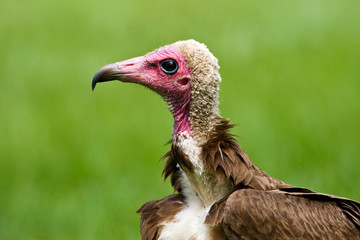 Critically endangered Hooded Vulture (Necrosyrtes monachus). Threats include poisoning, hunting, and loss of habitat. Portrait of a bird in the Gambia.