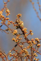 background of spring Buds of blackthorn or sloe, Prunus spinosa specie