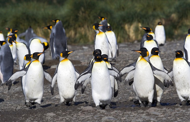 Fototapeta premium King Penguin (Aptenodytes patagonicus) in South Georgia island in the south Atlantic ocean.