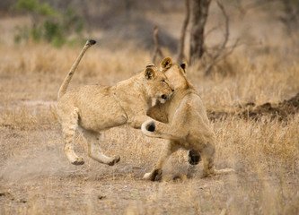 Fototapeta na wymiar African Lion in Kruger National Park in South Africa