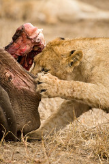 Obraz premium African Lion in Kruger National Park in South Africa