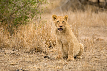 African Lion in Kruger National Park in South Africa