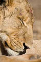 Fototapeta premium African Lion in Kruger National Park in South Africa