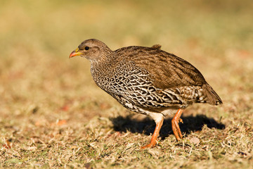 Natal Francolin (Francolinus natalensis) walking on a lwan with dry almost dead grass in Kruger National Park in South Africa.