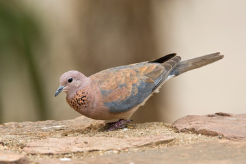 Laughing Dove (Streptopelia senegalensis) in South Africa