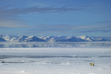 Big male Polar Bear (Ursus maritimus) walking in front of the expedition cruise ship on the arctic ice flow north of Spitsbergen. © AGAMI