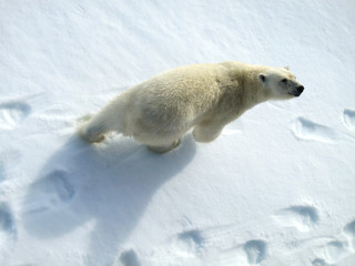 Obraz na płótnie Canvas Big male Polar Bear (Ursus maritimus) walking below the expedition cruise ship on arctic ice flow north of Spitsbergen