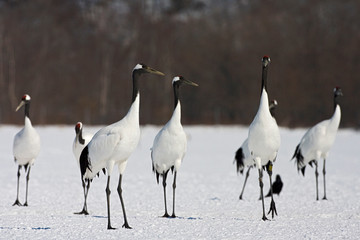 Obraz premium Red-crowned Crane (Grus japonensis) wintering in Hokkiado, Japan. It is known as a symbol of luck, longevity, and fidelity.