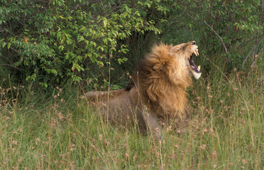 Adult Lion (Panthera leo) in Masaai Mara national park in Kenya. Resting in tall grass. Yawning,...