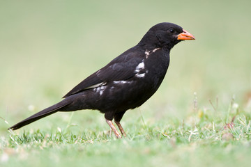Red-billed Buffalo-weaver (Bubalornis niger) standing on a green lawn in a safari camp in Kruger National Park in South Africa.