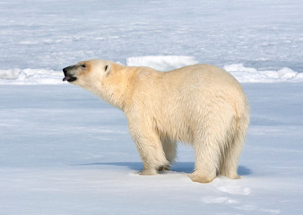 Fototapeta na wymiar Big male Polar Bear (Ursus maritimus) walking below the expedition cruise ship on arctic ice flow north of Spitsbergen. Tasting the air.