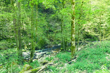 Wald mit Bach im Tal