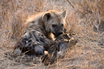 Spotted Hyena (Crocuta crocuta) in Kruger national park, South Africa.