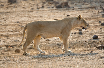 African Lion in Kruger National Park in South Africa