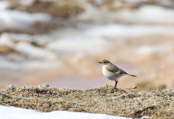 Sickle-winged Chat (Cercomela sinuata) standing on the ground in Leshoto.