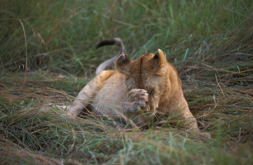 Young Lion (Panthera leo) in Masaai Mara national park in Kenya. Resting in the tall grass after diner.