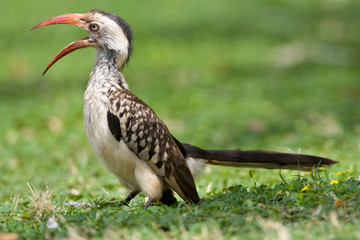 Southern Red-billed Hornbill (Tockus rufirostris) with open bill standing on a lawn of a safari camp in Kruger National Park in South Africa.