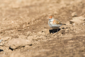 Red-capped Lark (Calandrella cinerea) along the main road in Leshoto from Sani Pass, South Africa.