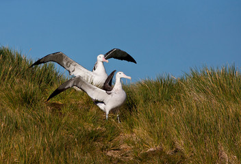Two adult Snowy (Wandering) Albatrosses (Diomedea (exulans) exulans) gamming on breeding colony on...