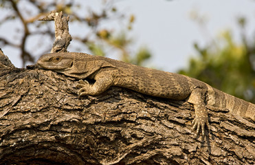 Nile Monitor (Varanus niloticus) resting on large branch in Hoedspruit, South Africa.