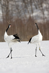 Obraz premium Red-crowned Crane (Grus japonensis) wintering in Hokkiado, Japan. It is known as a symbol of luck, longevity, and fidelity.
