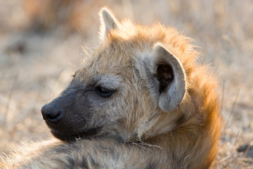 Spotted Hyena (Crocuta crocuta) in Kruger national park, South Africa.