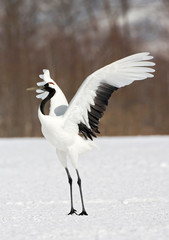 Red-crowned Crane (Grus japonensis) wintering in Hokkiado, Japan. It is known as a symbol of luck, longevity, and fidelity.