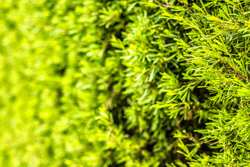 Decorative plants wall in a garden