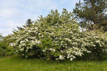 Obraz premium Flowering Hawthorn (Crataegus) on the Wadden island of Schiermonnikoog in the Netherlands.