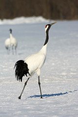 Red-crowned Crane (Grus japonensis) wintering in Hokkiado, Japan. It is known as a symbol of luck, longevity, and fidelity.