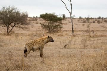 Naklejka na ściany i meble Spotted Hyena (Crocuta crocuta) in Kruger national park, South Africa.