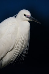 Portrait of adult Little Egret (Egretta garzetta) standing close in the evening.
