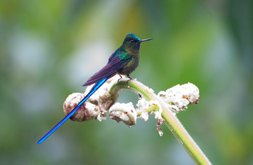 Male Violet-tailed Sylph sitting on a tropical flower in Ecuador. Perched against a green natural background.