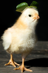 Healthy Chicken Black Background.