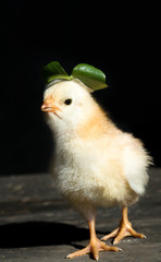 Healthy Chicken Black Background.